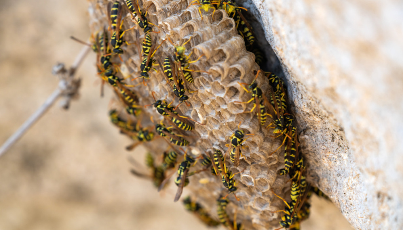 Vous avez découvert un nid de guêpes au Mans ? Contactez cette entreprise spécialisée !